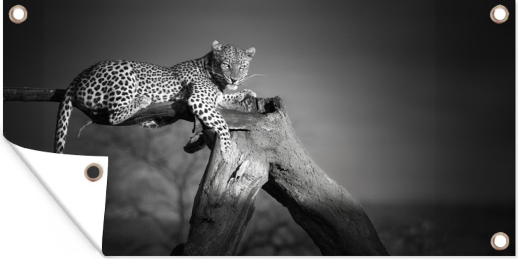 MuchoWow 160x80 cm Outdoor-Poster Gartendeko Sichtschutz Garten Poster für den Garten Panther - Baum - Tiere - Schwarz - Weiß