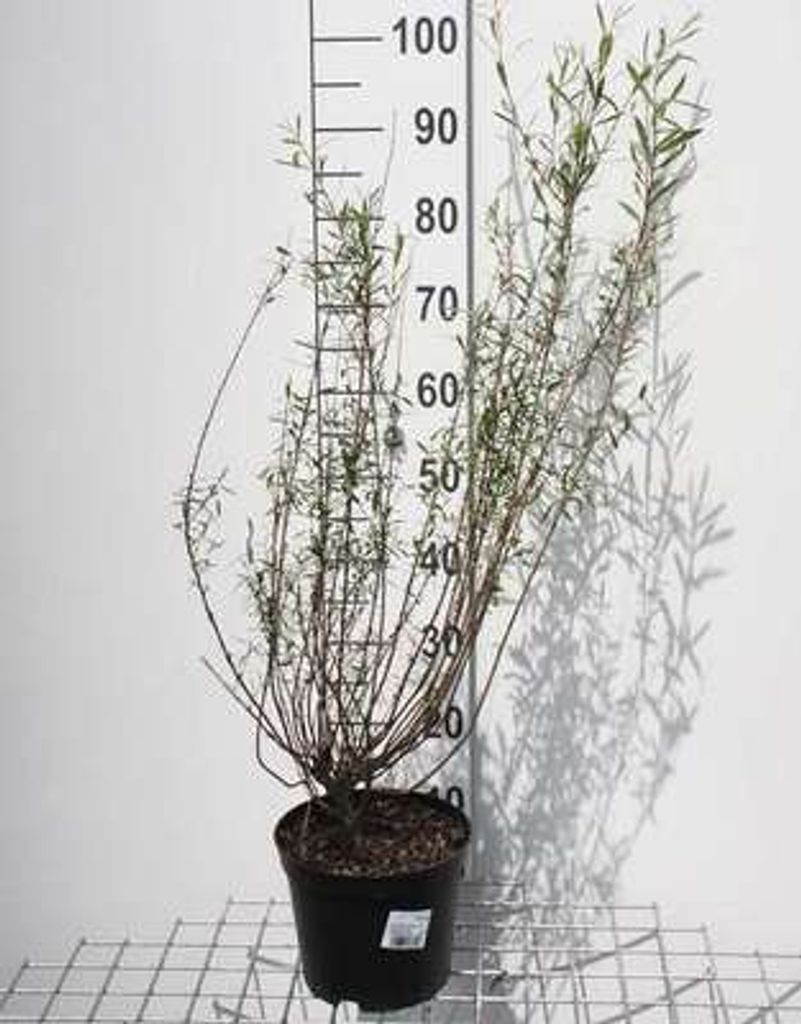 Salix purp. 'Nana' ( 'gracilis') - Weide 50- 60 cm - Container