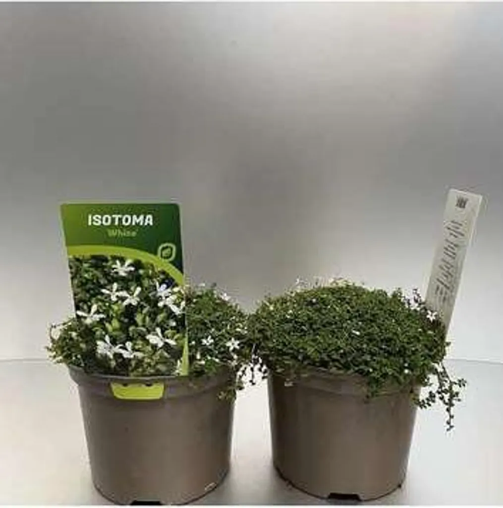 Plante couvre-sol Isotoma fluviatilis Alba blanc - 6 godets 9 cm