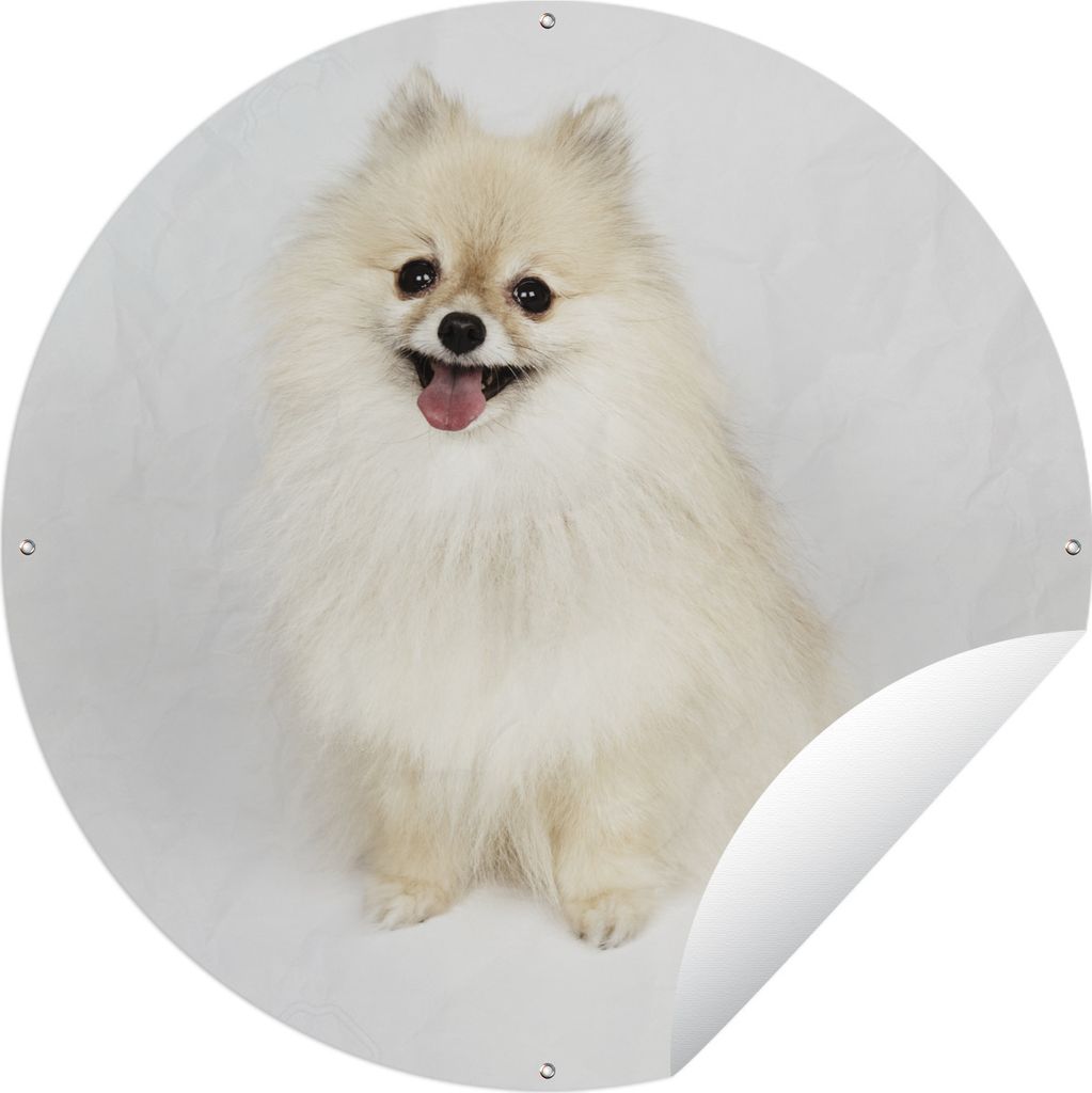 MuchoWow Gartenposter Outdoor-Poster Rund Glücklicher Pomeranian Ø 150 cm Gartendeko Rundes Poster draußen