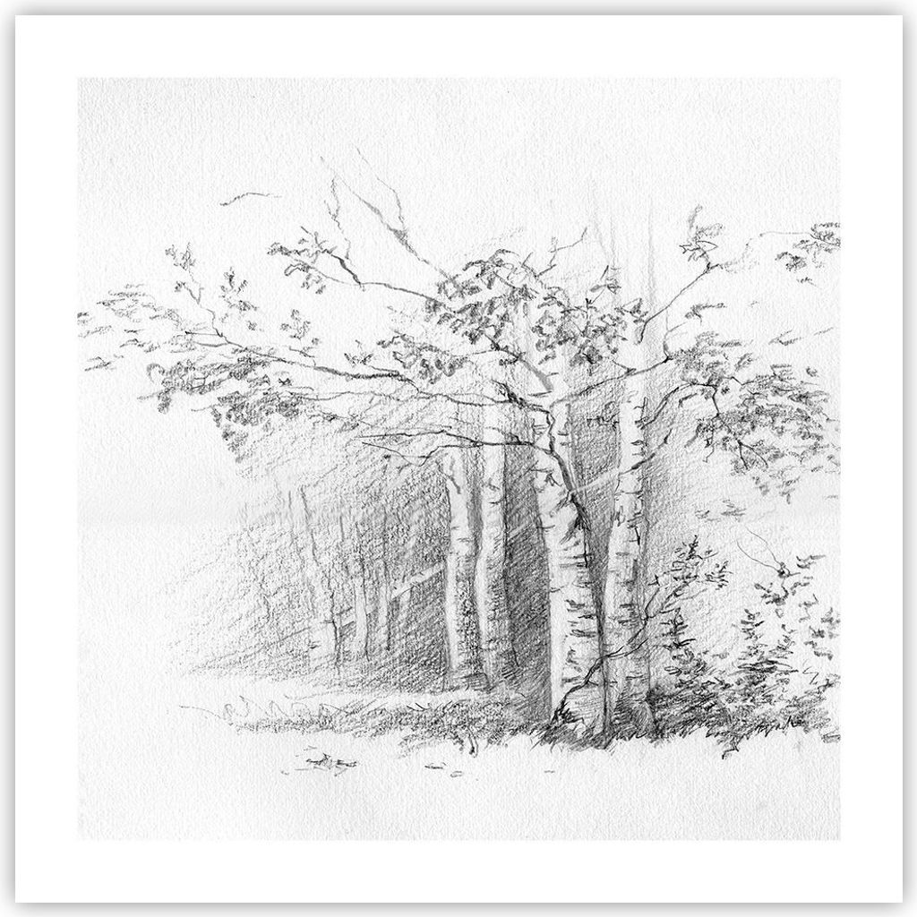 Poster - Poster ohne Rahmen - Skizze Wald Birke - 50x50 cm - Wand Bild - Wanddeko - Wandbilder - Kunstposter - Wandposter - Bilder - Kunstdruck - W...