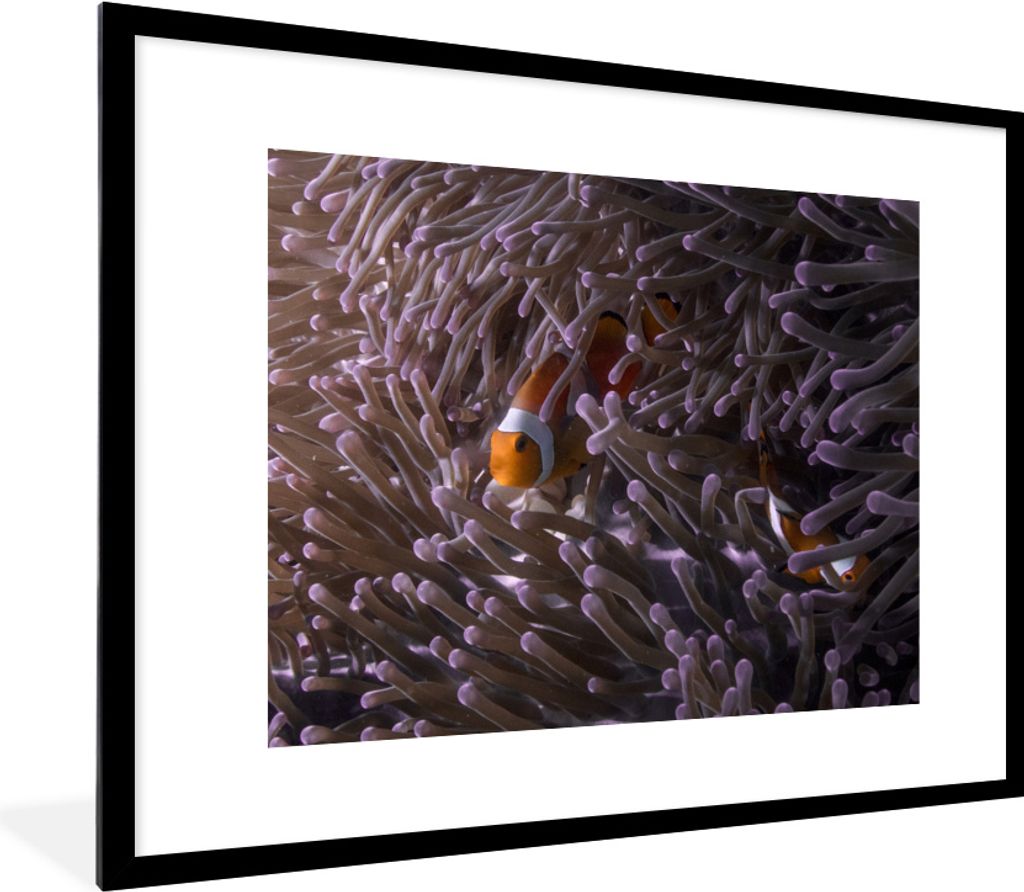 MuchoWow MuchoWow Gerahmtes Poster Clownfisch versteckt zwischen Seeanemonen 80x60 cm - Poster mit zchwarzem Bilderrahmen - Schlafzimmer-Dekora...
