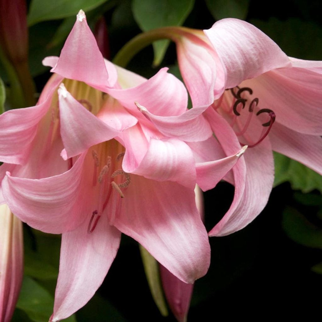 Crinum Kübelpflanze Zwiebel Crinum Powellii Hakenlilien Gartenamaryllis 1 St.