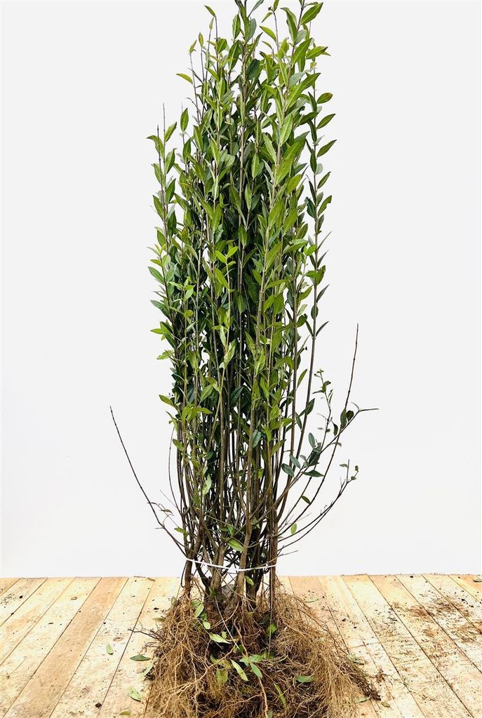 Ligustrum vulgare 'Atrovirens' oB 60- 100 Produktbild 
