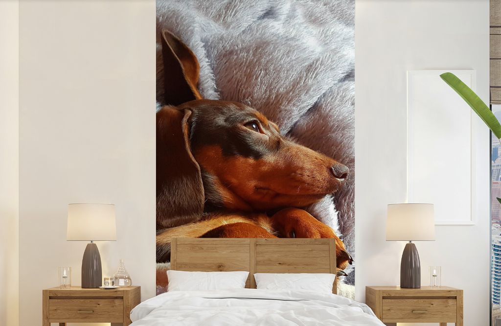 MuchoWow Fototapete für Wohnzimmer oder Schlafzimmer Wandtapete Vinyl Motivtapete Niedlicher Dackel liegt unter der Bettdecke - 120x240 cm - Hin...