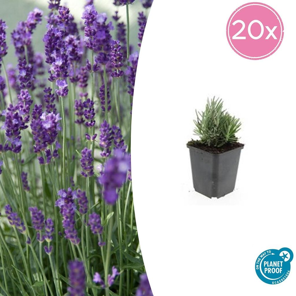 Lavendel – Lavandula angustifolia 'Dwarf Blue' – Echter Lavendel – 9-cm-Topf – 24er-Set