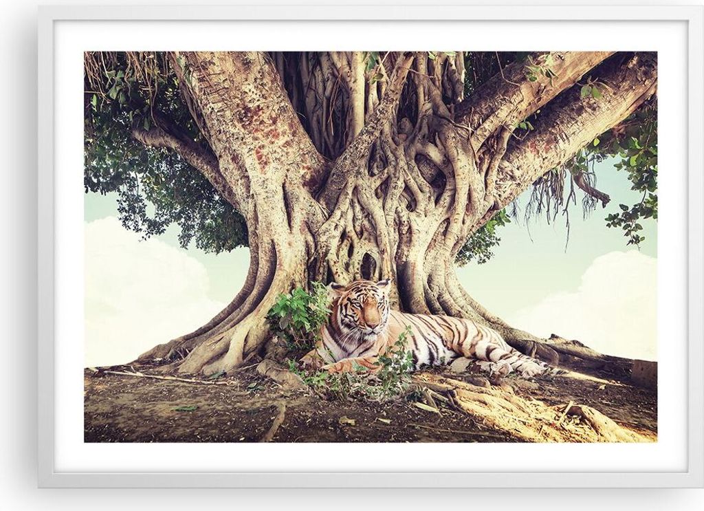 Gerahmtes Poster - Weißer Rahmen - Tiger Wild Baum - 70x50 Produktbild 