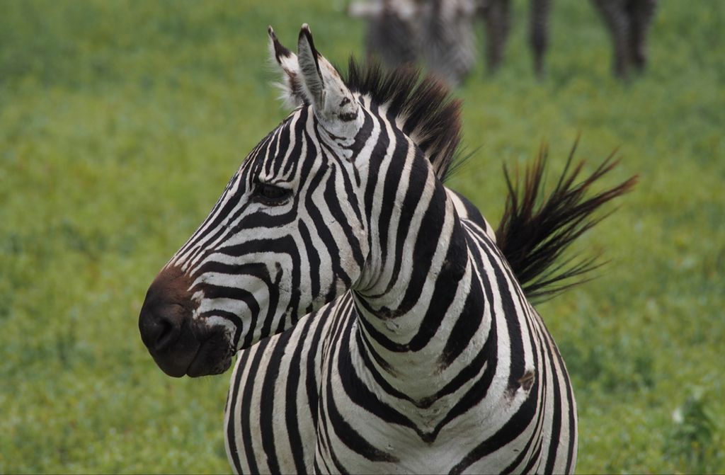 hansepuzzle 75520 - Zebra Puzzle, 500 Teile, Tierwelt, 46,0 x 30,0cm mit hochwertiger Aufbewahrung, Kartonbox und wiederverschließbarem Beutel