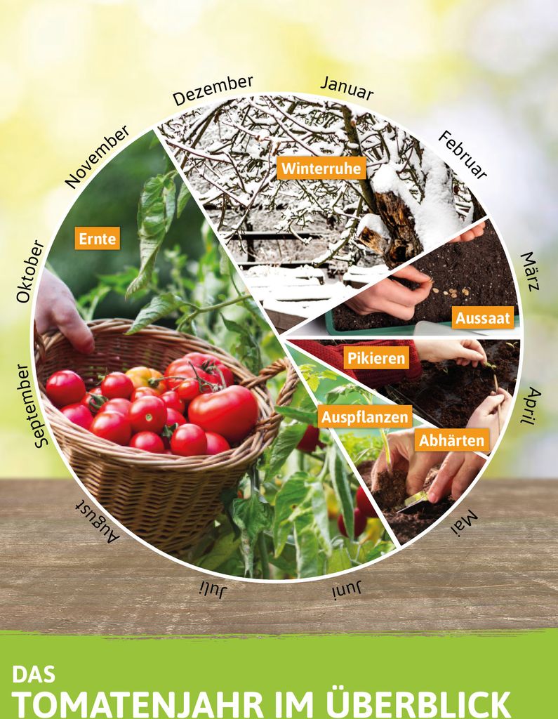 Kirschtomatenpflanze Tumbling Tom Yellow | Tomatenpflanzen von FLORTUS, Menge:3 Pflanzen