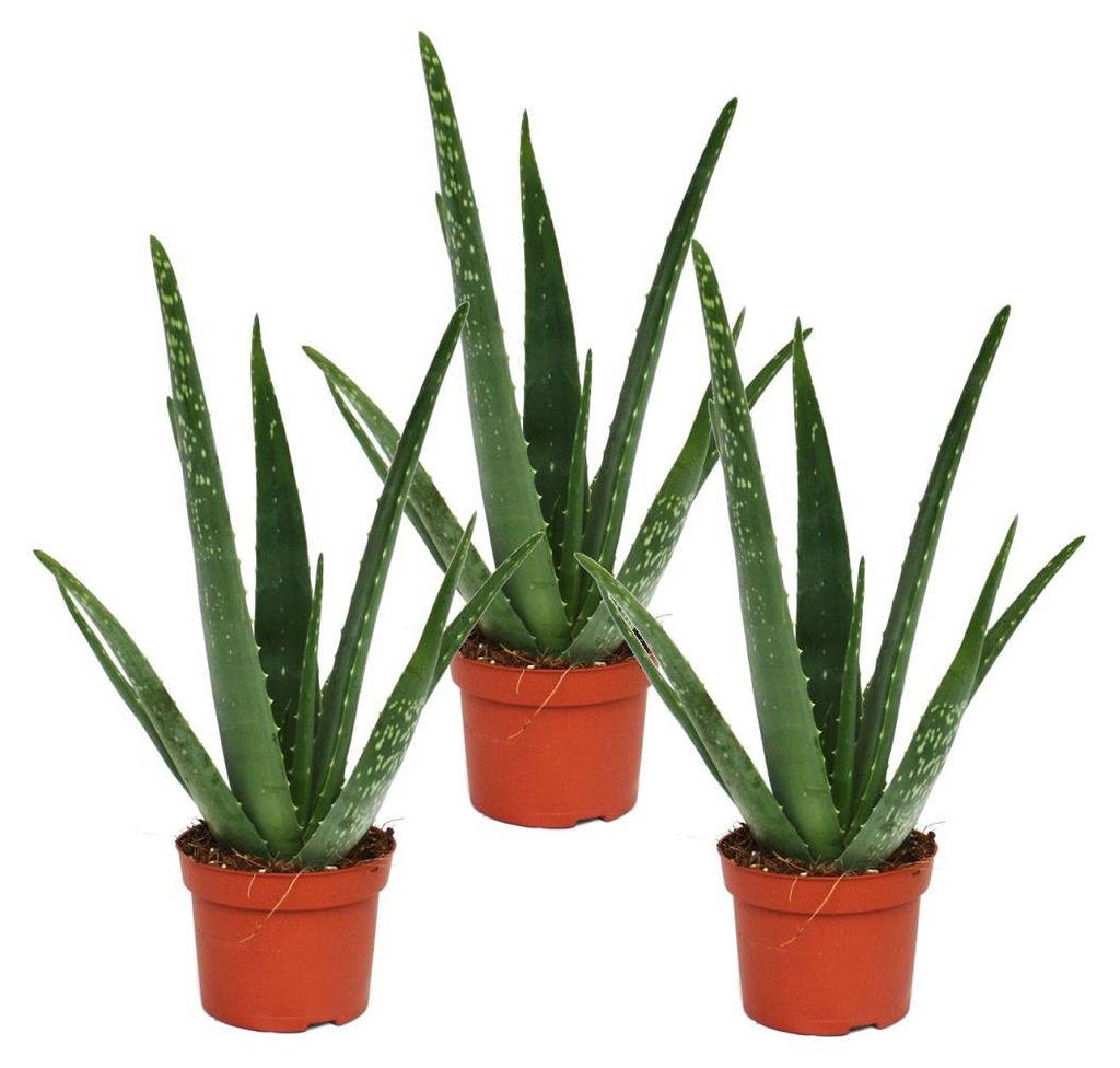3er Set - Aloe vera - ca. 2 Jahre alt - 10,5cm Topf Produktbild 