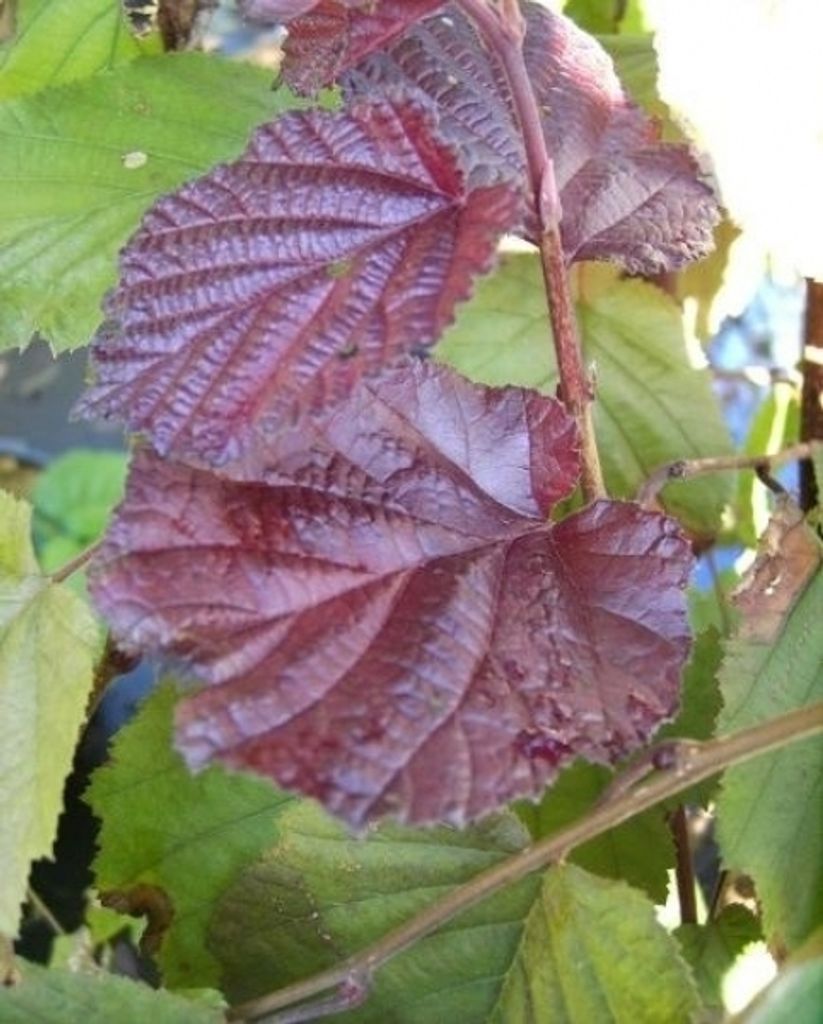 Corylus maxima Purpurea - Bluthasel - Lambertshasel