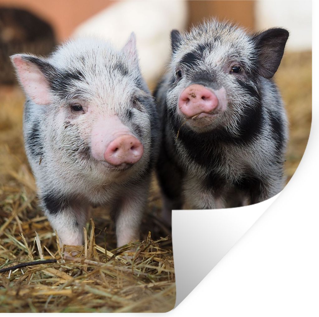 MuchoWow Wandtattoo Wandsticker Wandaufkleber Schwein - Tiere - Ferkel 50x50 cm Selbstklebend und Repositionierbar - Selbstklebend - Fototapeten