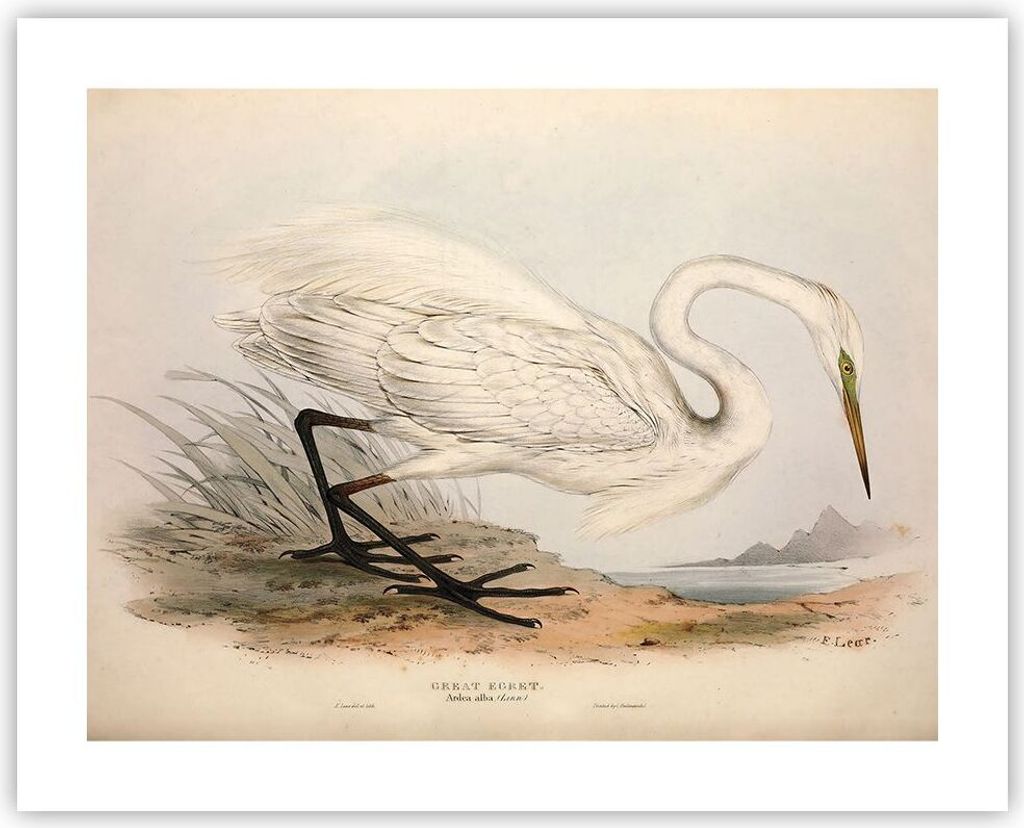 Poster - Poster ohne Rahmen - Vogel Weiß Reiher - 50x40 cm - Wand Bild - Wanddeko - Wandbilder - Kunstposter - Wandposter - Bilder - Kunstdruck - ...