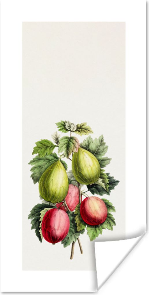 MuchoWow Poster Lebensmittel - Pflanze - Feigen 20x40 cm - Plakat - Foto