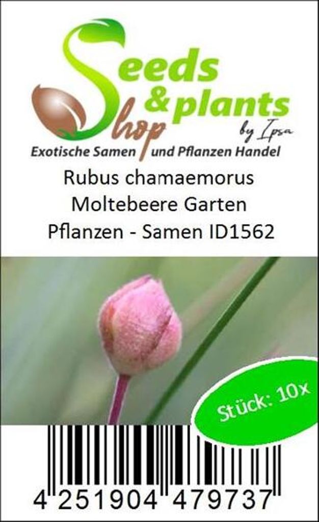 10x Rubus chamaemorus Moltebeere Garten Pflanzen - Samen Produktbild 3