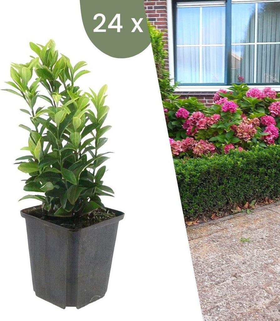 Plants by Frank | 24 Grüne Spindelstrauch Pflanzen | Euonymus japonicus 'Green Spire' | Bodendecker Winterhart | Stauden Winterhart | Gartenpflanzen