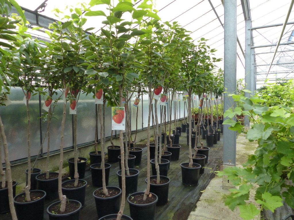 Kaki Baum 160-180 cm Sorte "Rojo Brilliante" Kakipflaume Produktbild 