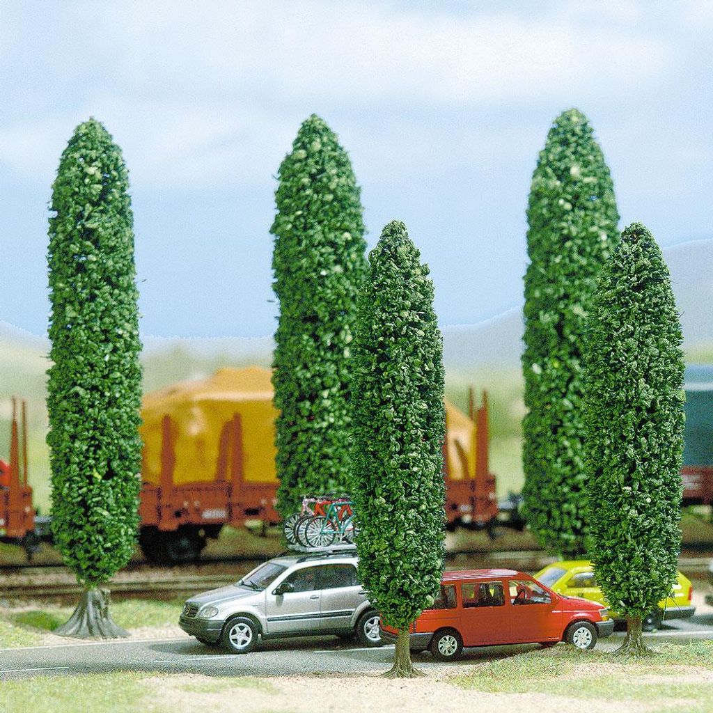 5 Silberpappeln NZ