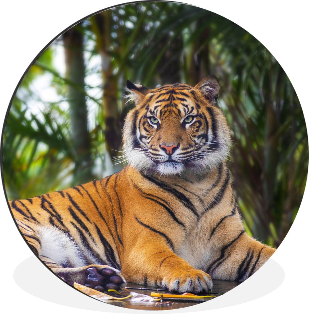 MuchoWow Aluminium Wandkreis Tiger - Tiere - Wald - Dschungel Ø 60 cm Wanddeko Modern Wohnzimmer - Wand Kreis - Wandbild - Schlafzimmer - Alumin...