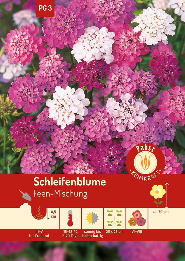 Pabst Keimkraft - Schleifenblume Feen-Mischung Samen - 173550