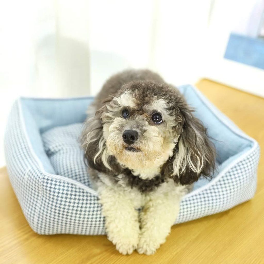SILICUTE Hundebett In Bananenform – Waschbar, Mit Abnehmbarem Kissen, Weicher Plüsch, Größen S, M, L, Auch Für Katzen