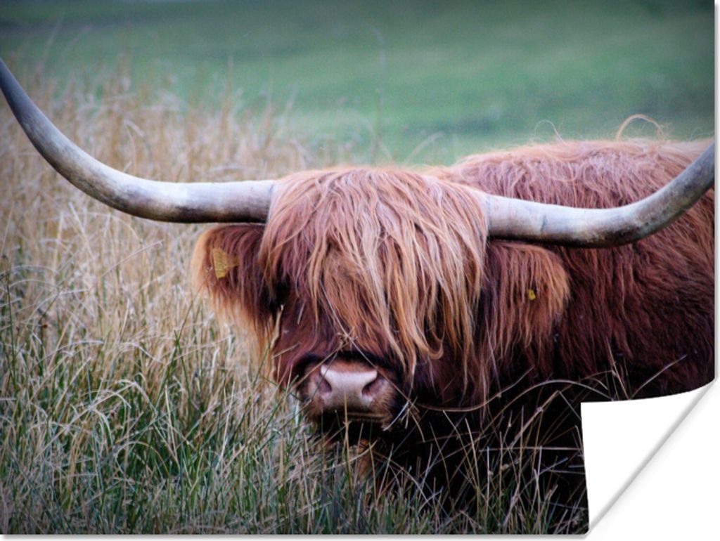 MuchoWow Poster Schottischer Highlander - Hörner - Gras 80x60 cm - Kunst für zu Hause