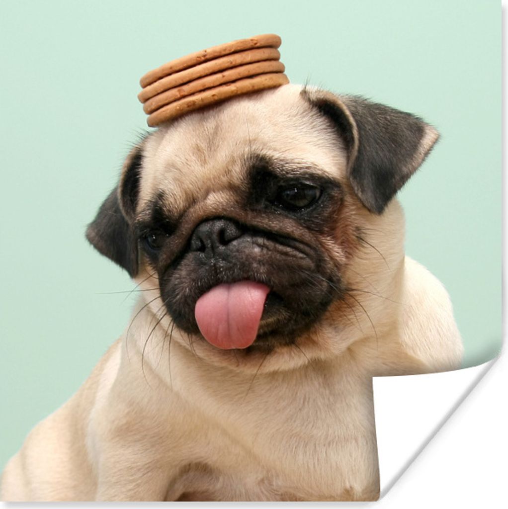MuchoWow Poster Hund - Lustig - Kekse - Kinder - Jungen - Mädchen - Kinder 30x30 cm - Wandposter - Printing