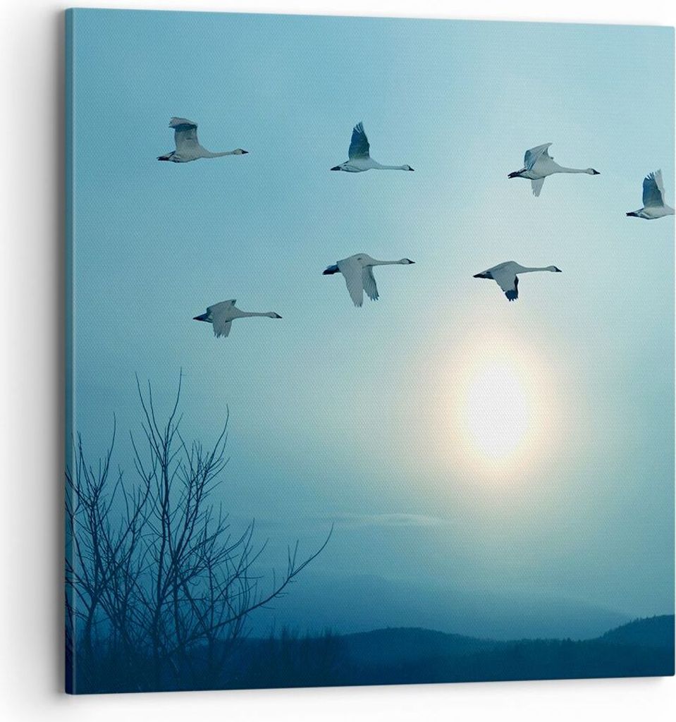 Bild auf Leinwand - Leinwandbild - Storch Vogel Natur - 70x70cm - Wand Bild - Wanddeko - Wandbilder - Leinwanddruck - Bilder - Kunstdruck - Wanddek...