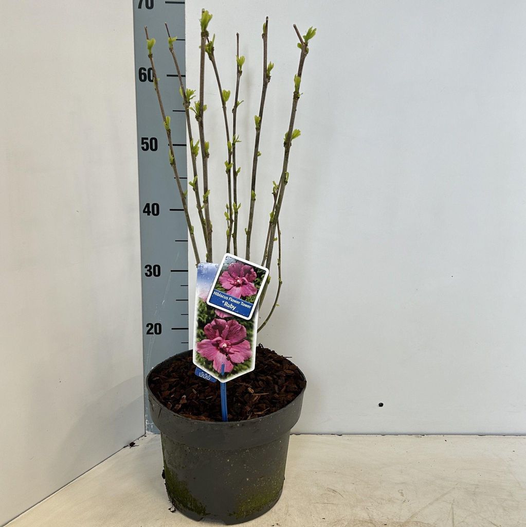 Hibiscus syriacus Flower Tower Ruby ('Gandini van Aart Ruby'PBR) - Garteneibisch | 60-70 cm im Topf