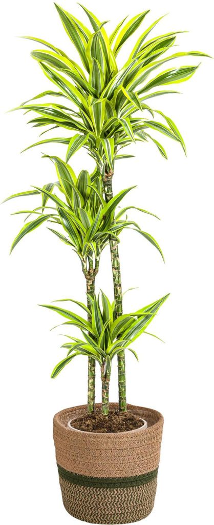 Dracaena Deremensis Lemon Lime mit Korb – Höhe 130–150cm – Ø24cm – Zweifarbige Zimmerpflanze mit leuchtend grünen Blättern – Pflegele...