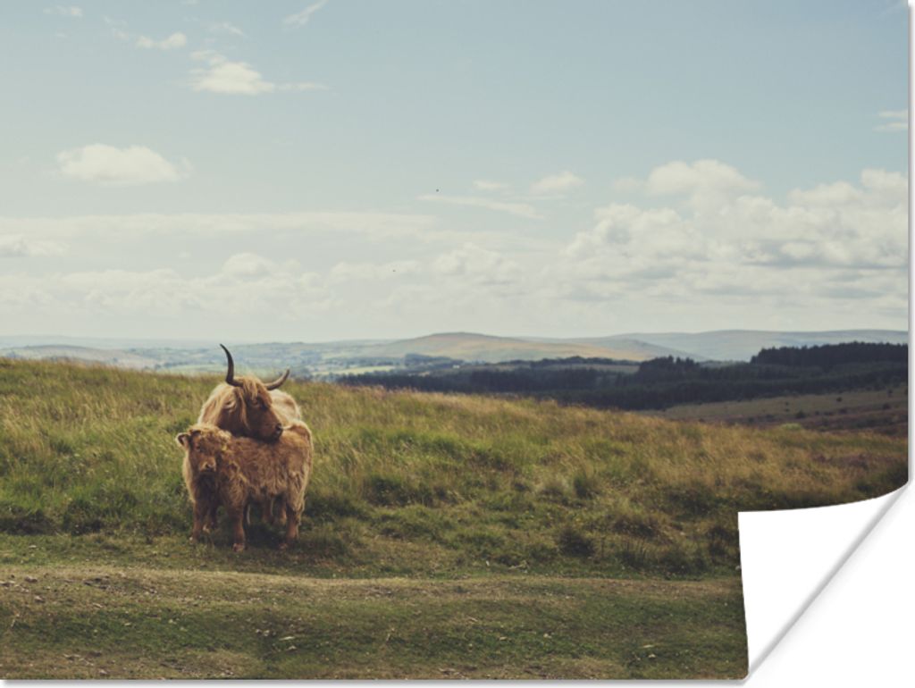 MuchoWow Poster Schottische Highlander - Gras - Wolken - Tiere 80x60 cm - Kunst für zu Hause