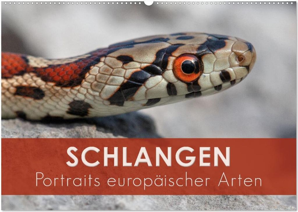 Schlangen - Portraits europäischer Arten (Wandkalender 2026 DIN A2 quer), CALVENDO Monatskalender
