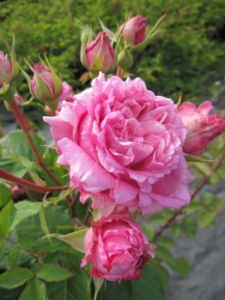Kletterrose Bienvenue® - Rosa Bienvenue® - Delbard-Rose Produktbild 