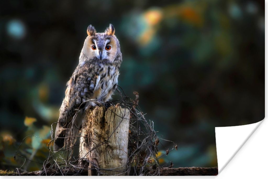 MuchoWow Poster Eule - Herbst - Vogel - Äste 180x120 cm - Fotoplakat