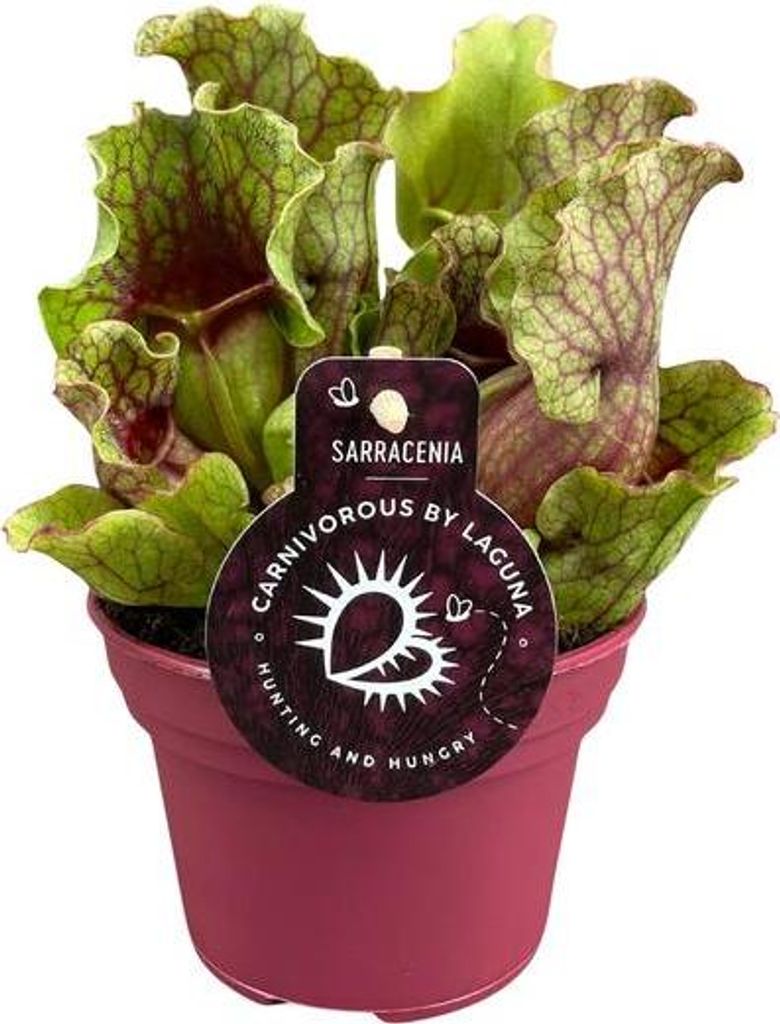 Sarracenia Schlauchpflanze Ø12cm 20cm fleischfressende Zimmerpflanze pflegeleicht