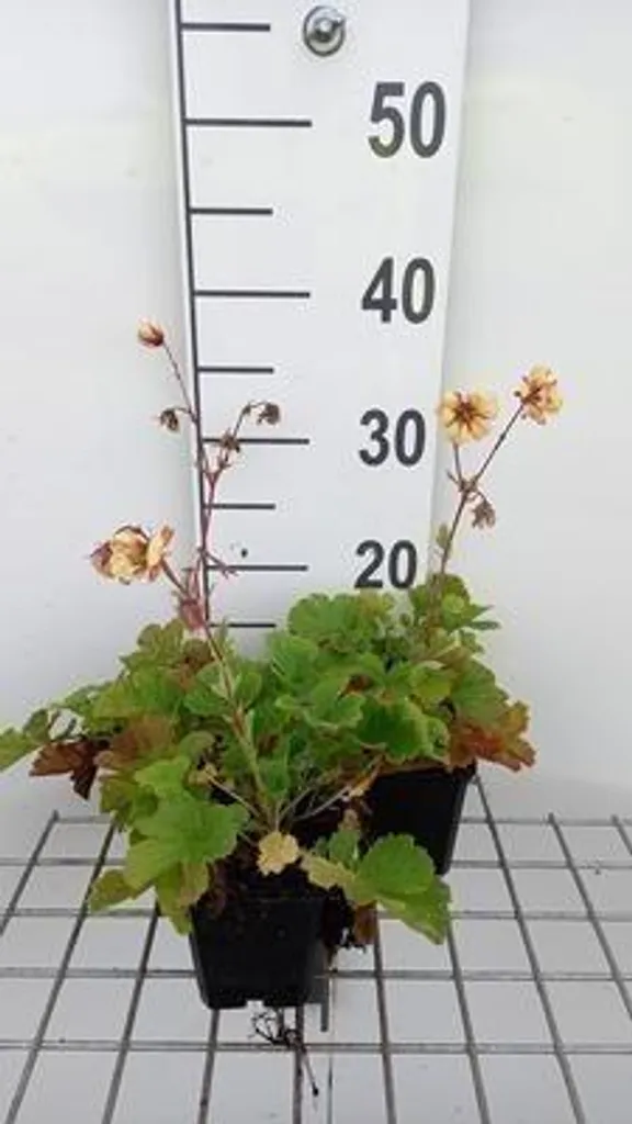 Geum Fluffy Yellow à fleurs doubles - 6 plantes vivaces en pot de 9 cm