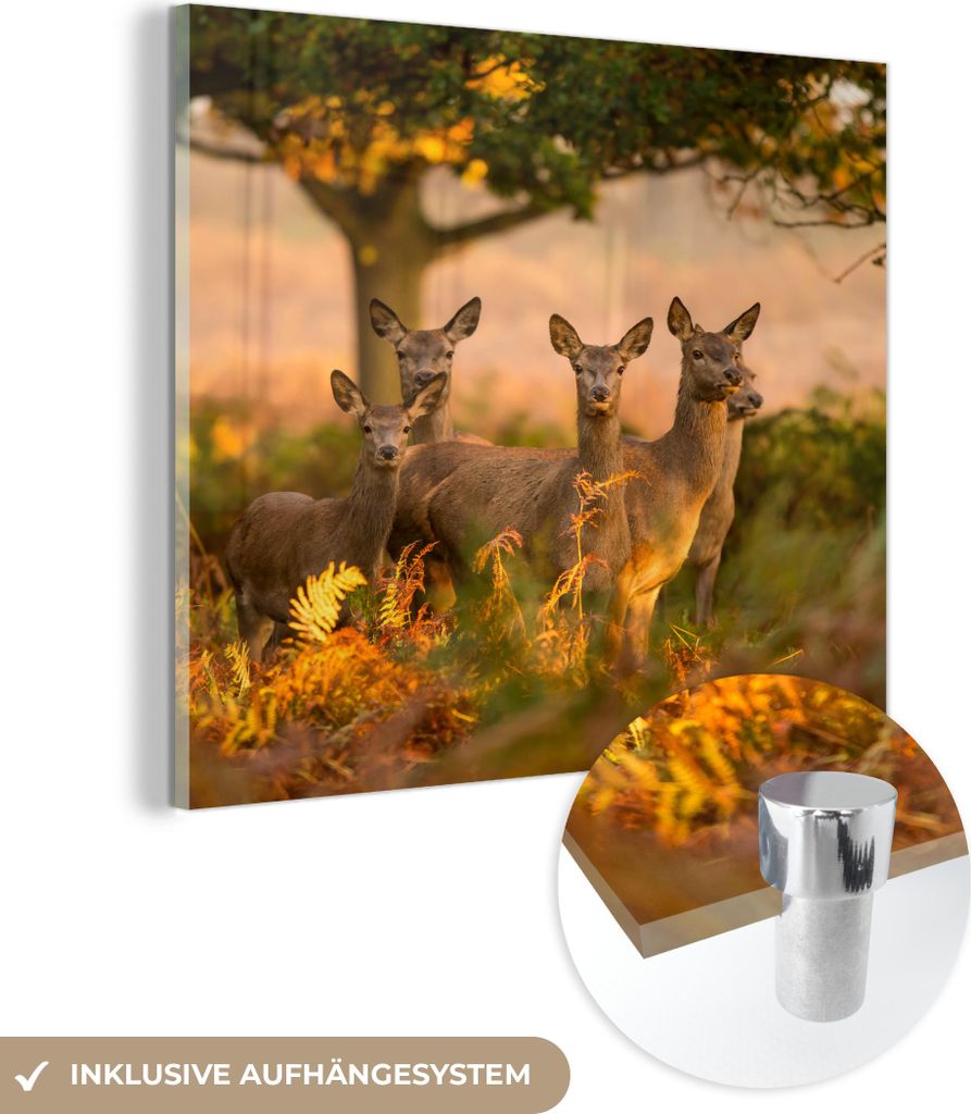 MuchoWow Glasbilder - Bilder auf Wandbild - Foto auf Glas Waldtiere - Hirsche - Licht 50x50 cm Wanddekoration aus Glas - Acrylglasbild - Acrylbilde...