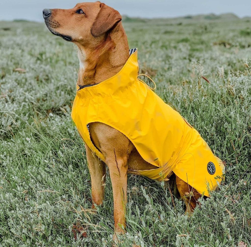 Hunter Hunde-Regenmantel Milford, Größe:35 cm, Farbe:gelb Produktbild 5