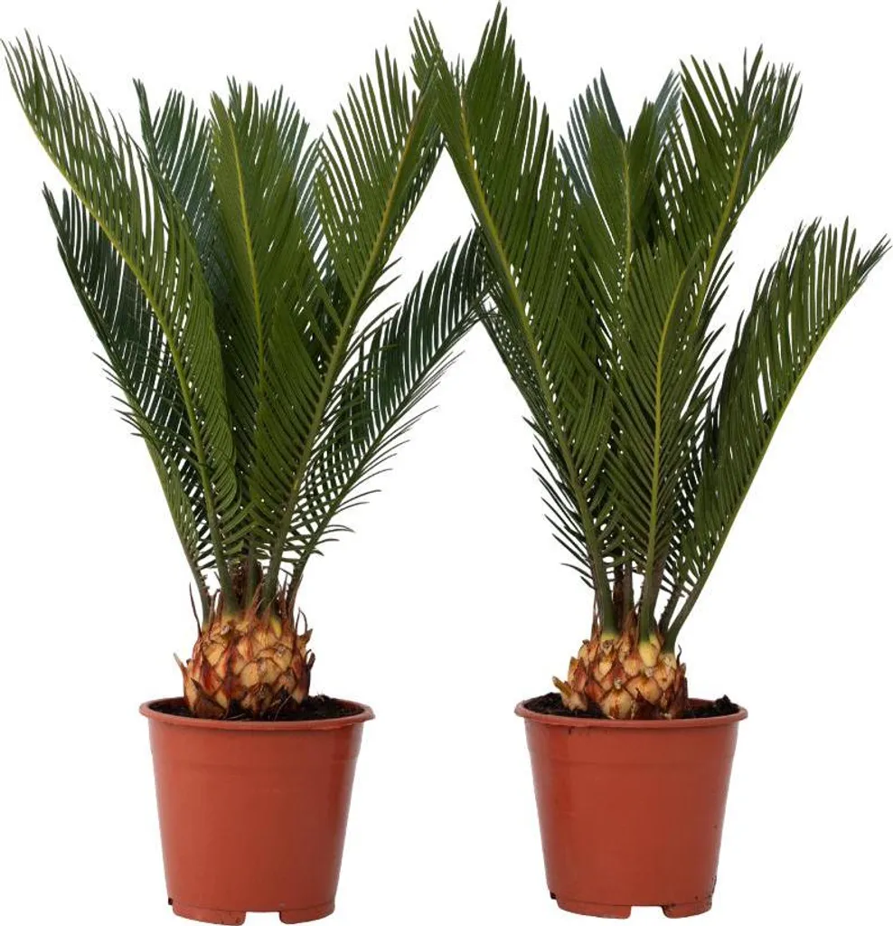 Décoration Tropicale avec 2 Cycas Revoluta Sagou du Japon Ø15cm