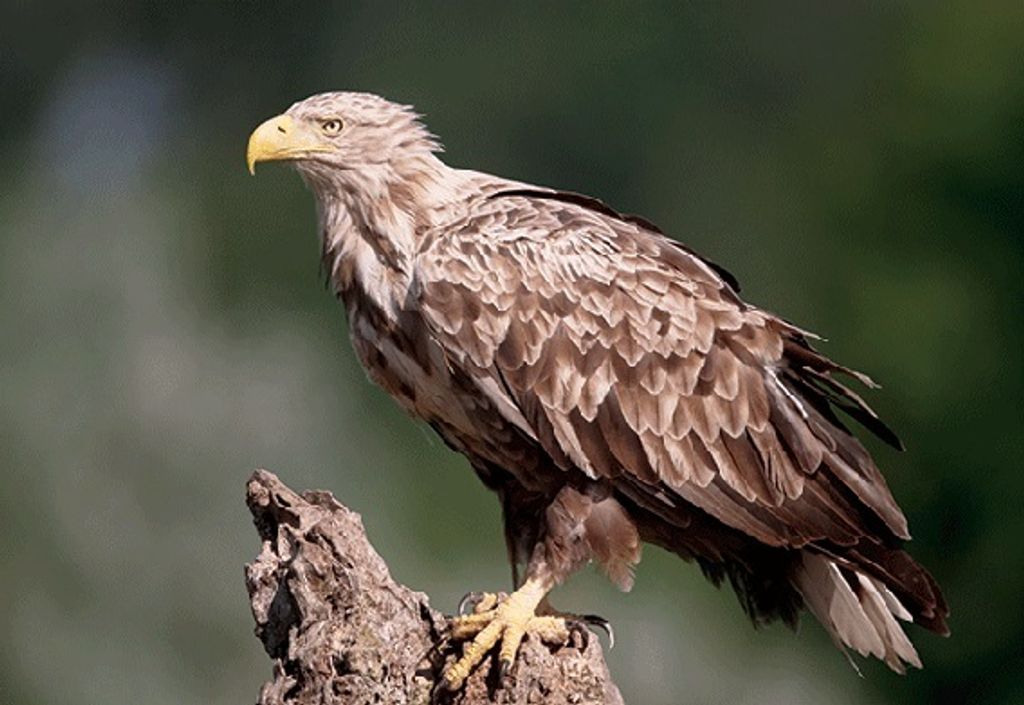 3 D Ansichtskarte Seeadler, Postkarte Wackelkarte Hologrammkarte Tiere Tier Vogel