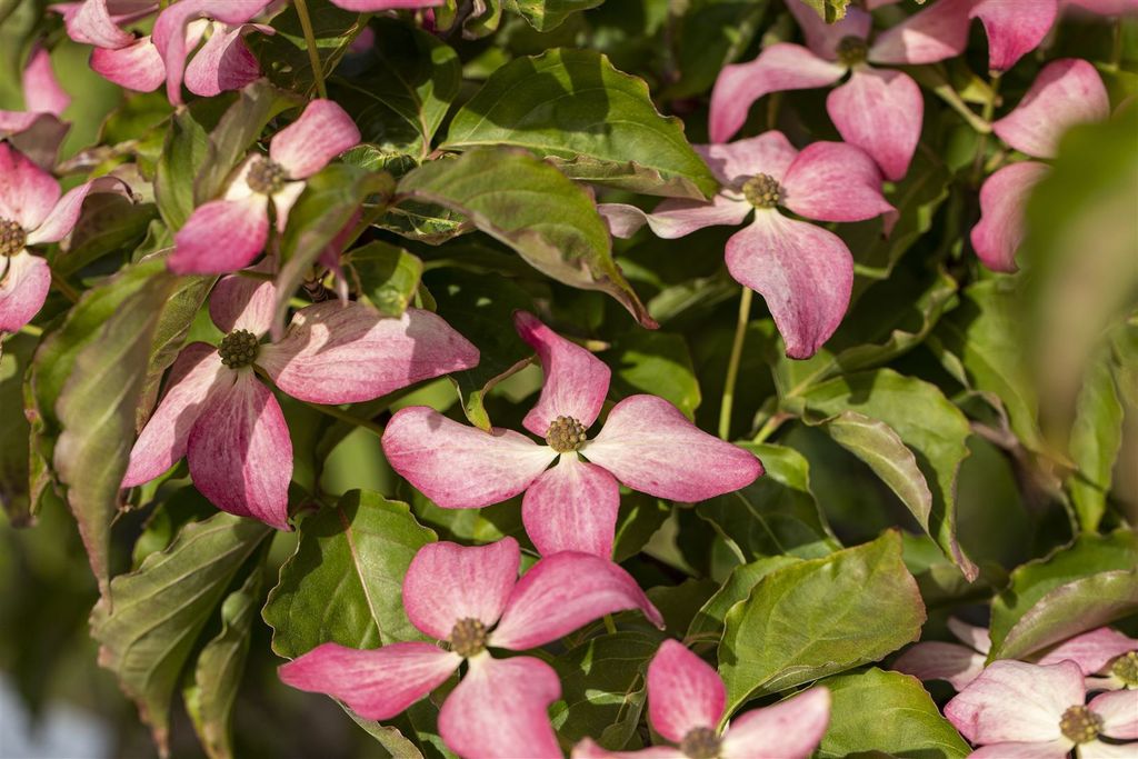 Cornus kousa 'Scarlet Fire', Japanischer Blumen-Hartriegel, rosa, 100–125 cm