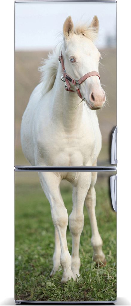 Tulup Kühlschrankdekoration - Magnetmatte - 60 cm x 180 cm - Magnet auf dem Kühlschrank - Pferd Albino
