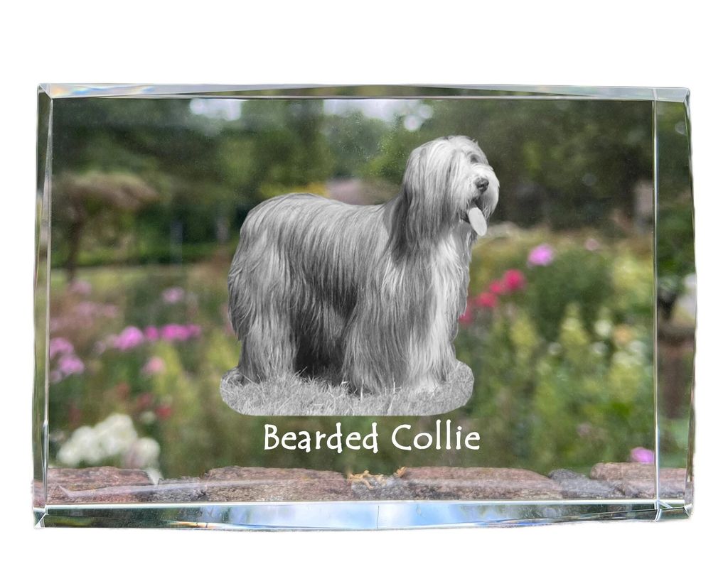 Bearded Collie - Kristall mit einem Hundebild, Bild im Glas, moderne Ausstellung des Art-Dog-Bildes.