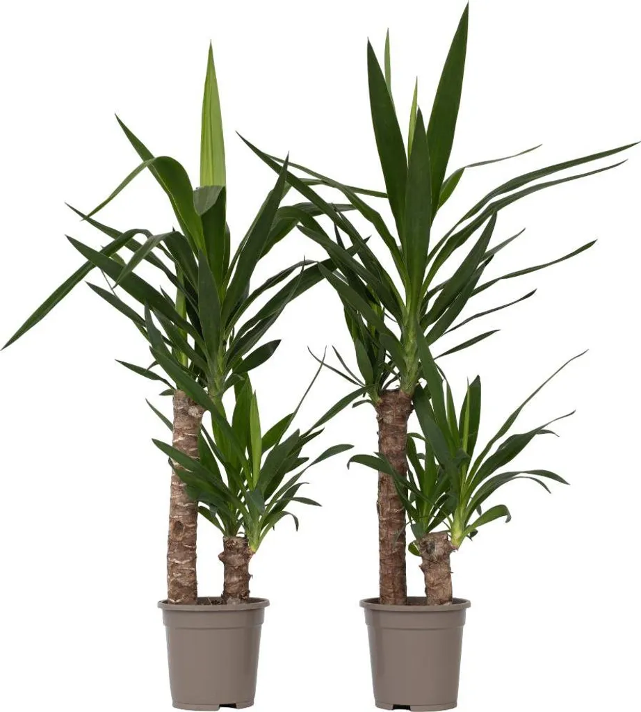 Yucca elephantipes la solution plante verte facile lot de 2 hauteur 80cm