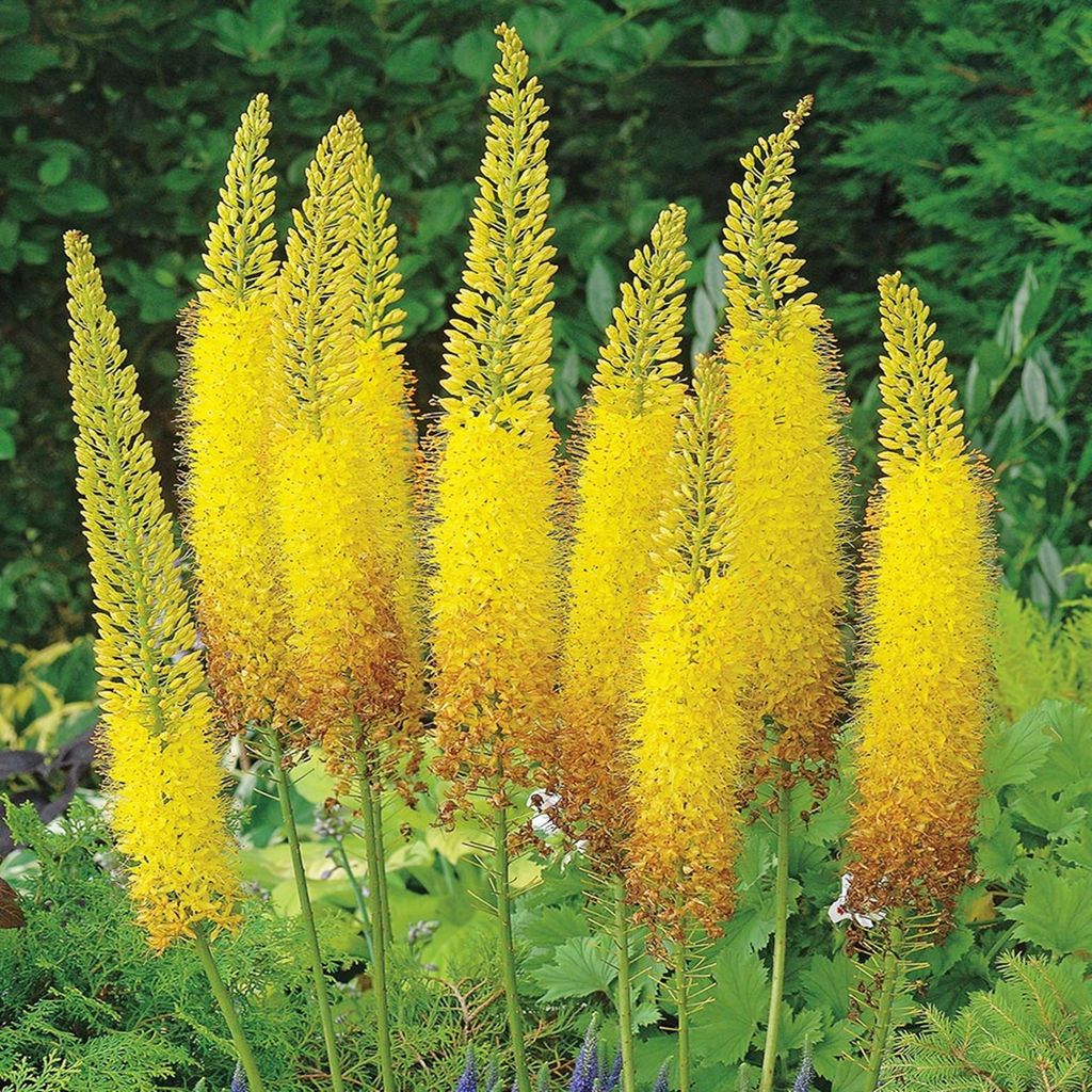Eremurus Pustynnik Himalajski Bungei Żółty 1 szt sadzonka Zdjęcie produktu 