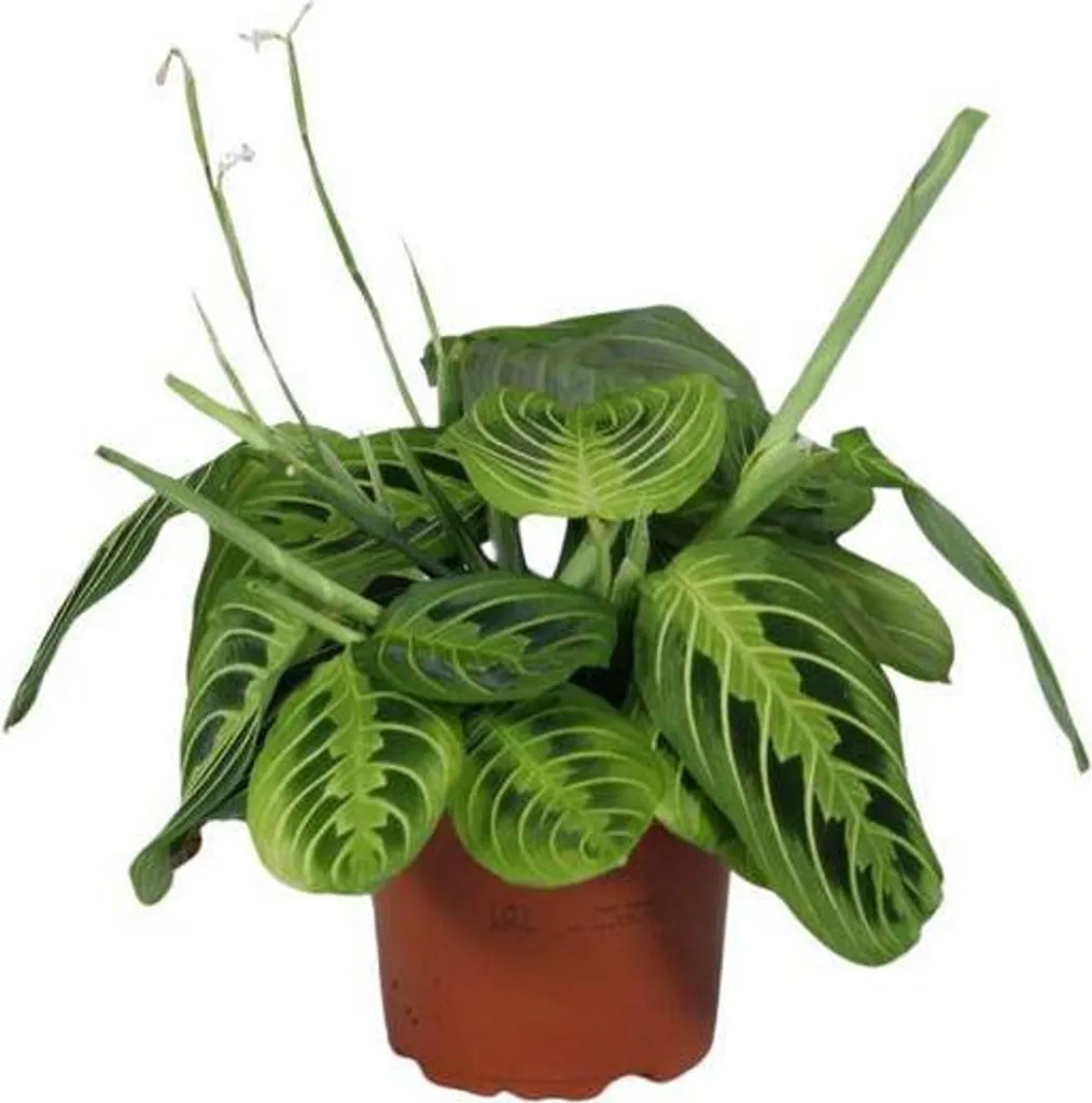 Maranta Lemon Lime Ø12cm : Plante idéale pour bureau ou salon ombragé