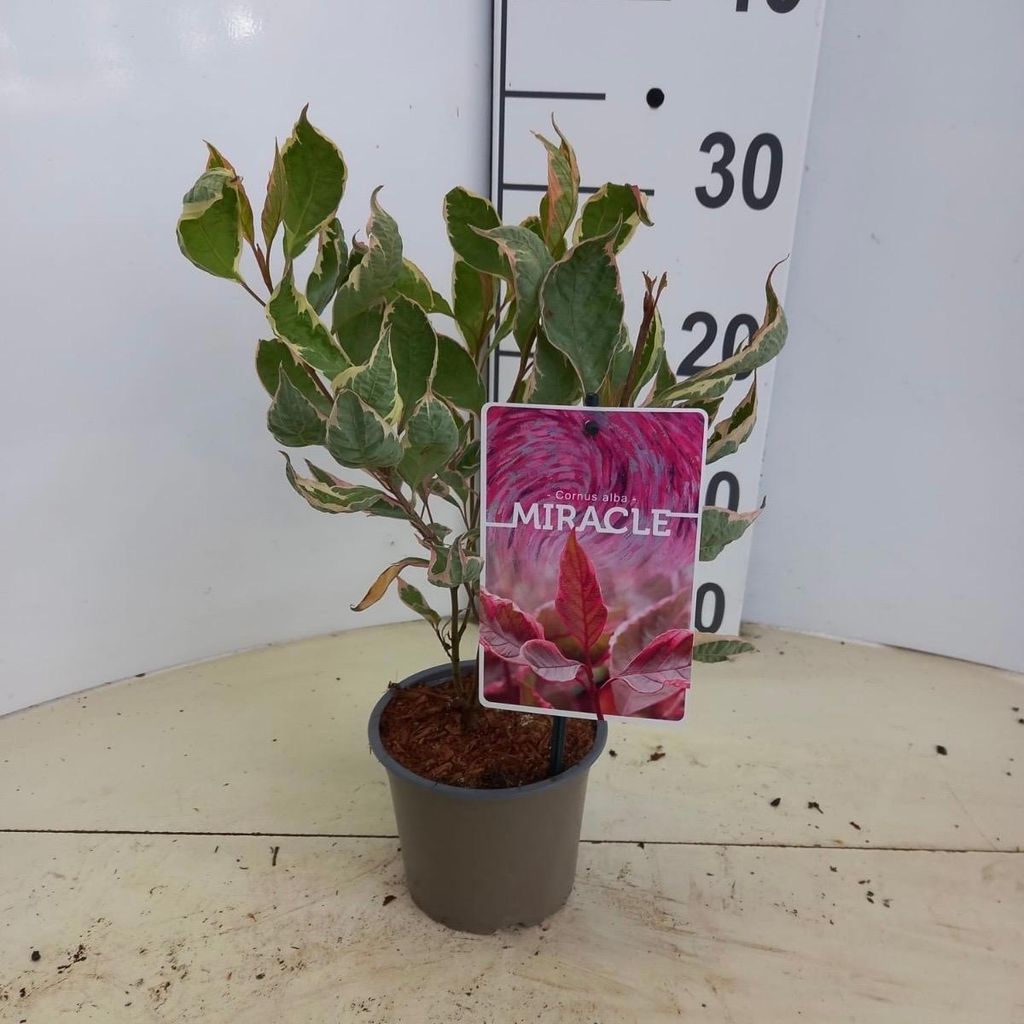 Cornus alba Miracle ('Verpaalen2' PBR) - Hartriegel | 25-30 cm im Topf