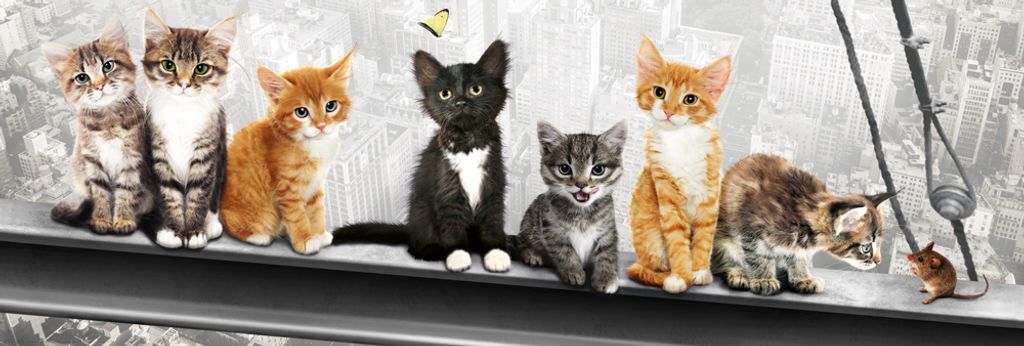 Katzen auf Stahlträger - Türposter - New York Kittens + 1 Packung tesa Powerstrips - Inhalt 20 Stück