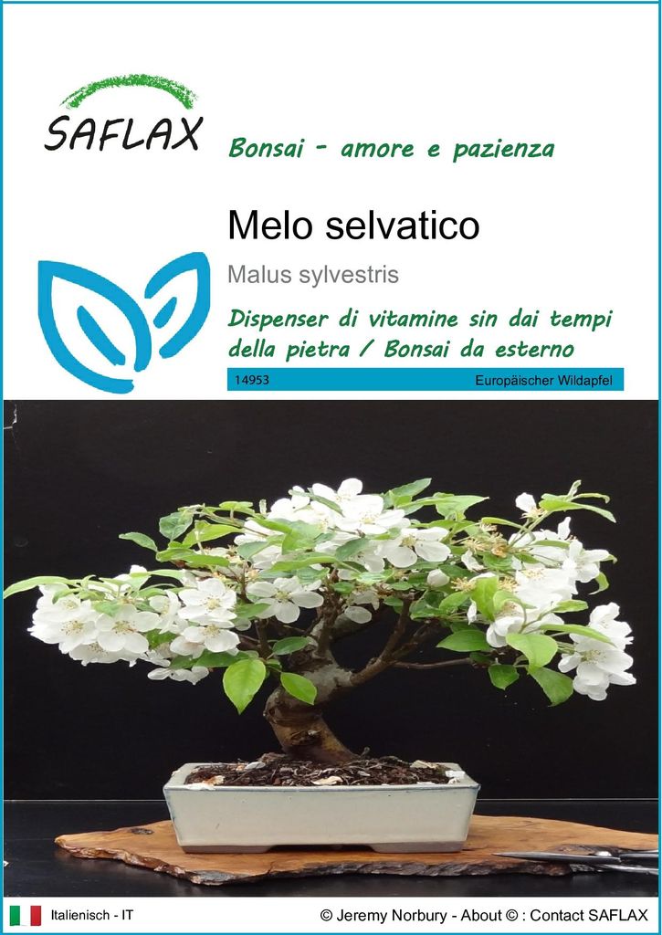 SAFLAX  - Melo selvatico - 30 semi - Malus Immagine del prodotto 
