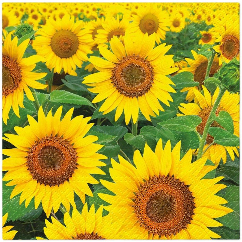 20 Servietten Sunflowers Field - Großes Feld an Produktbild 